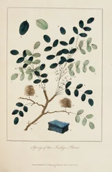 Ramita de la planta índigo