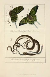 La mariposa verde de Sudamérica y la serpiente de cascabel y las dypsas de Guayana