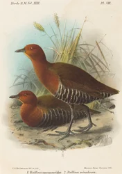 Aves de Filipinas