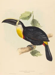 Tucán osculante Ramphastos osculans