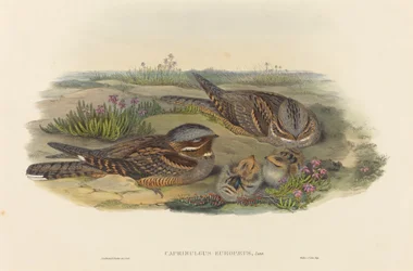 Chotacabras europeo. Creadores: John Gould, Henry Constantine Richter