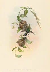Chlorostilbona prasina Esmeralda de Puncheran. Creadores: John Gould, Henry Constantine Richter