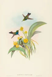 Damophila amabilis Colibrí de pecho azul. Creadores: John Gould, Henry Constantine Richter