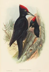 Gran pájaro carpintero negro Dryocopus martius. Creadores: John Gould, Henry Constantine Richter.