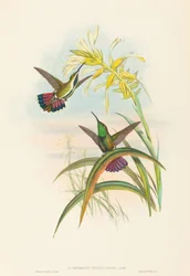Lampornis veraguensis Veraguan Mango. Creadores: John Gould, Henry Constantine Richter