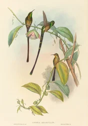 Lesbia Amaryllis