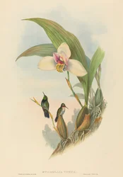 Myiabeillia typica Colibrí de Abeille. Creadores: John Gould, Henry Constantine Richter