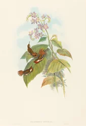 Selashorus scintilla Colibrí centelleante. Creadores: John Gould, Henry Constantine Richter