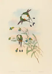 Spathura peruana, colibrí de cola de raqueta peruano. Creadores: John Gould, Henry Constantine Richter.
