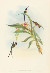 Tharmastura enicura Cola de Tijera Delgada. Creadores: John Gould, Henry Constantine Richter