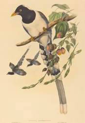 Urocissa magnirostris, probablemente 1850-1883