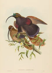 Drepanornis albertisi, ave del paraíso pico de hoz de pico negro. Creadores: John Gould, William Matthew Hart.