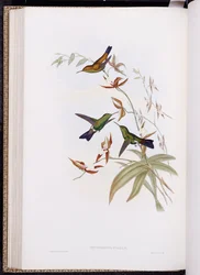 Una monografía de Trochilidae, o Familia de Colibríes, publicada 1849-61