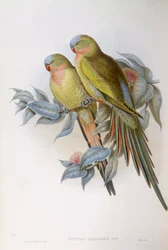 Loro de Alexandra (Polytelis alexandrae), grabado por John Gould