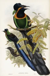 Astrapia de Arfak