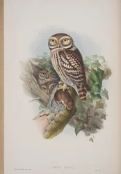 Athene Noctua, lámina de Las Aves de Gran Bretaña por John Gould, publicado 1862-73