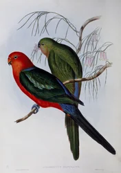Loro rey australiano (Alisterus scapularis), grabado por John Gould (1804-1881) y Henry Constantine Richter (1821-1902). Reino Unido