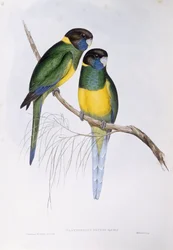 Perico australiano (Barnardius o Platycercus zonarius), grabado por John Gould