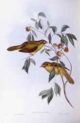 Minero campanero (Manorina melanophrys), grabado por John Gould