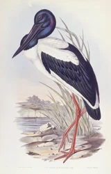 Cigüeña de cuello negro (Ephippiorhynchus asiaticus), grabado de John Gould