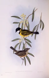Silbador de cola negra (Pachycephala melanura), grabado de John Gould