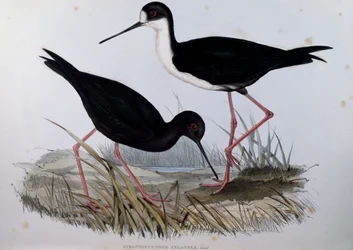 Cigüeñuela negra (Himantopus novaezelandiae), grabado de Aves de Australia