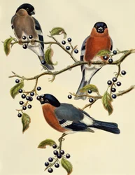 Camachuelo común (Pyrrhula pyrrhula), grabado de John Gould (1804-1881), Reino Unido