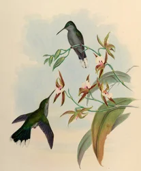 Campylopterus latipennis = Campylopterus largipennis