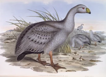 Ganso de Cabo Barren (Cereopsis novaehollandiae), grabado por John Gould