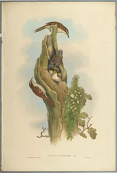 Certhia Familiaris - Trepador
