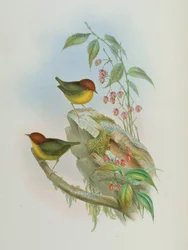 Cettia castaneocoronata