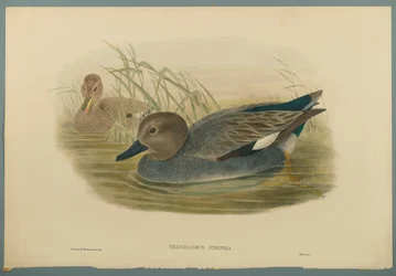 Chaulelasmus Strepera: Ánade Friso