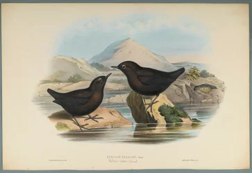 Cinclus Pallasi: Mirlo Acuático de Pallas