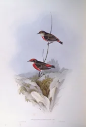 Charlatán carmesí (Epthianura tricolour), grabado por John Gould