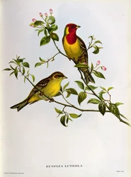 Euspiza Luteola, siglo XIX