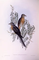 Cuco cola de abanico (Cacomantis flabelliformis), grabado por John Gould