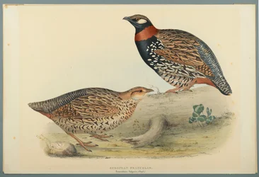 Francolinus Vulgaris: Francolín Europeo