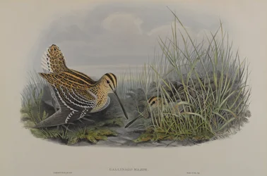 Gallinago Major - Agachadiza Grande