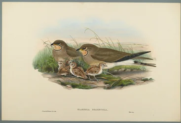Glareola Pratincola - Canastera Común