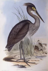 Garza de Sumatra (Ardea sumatrana), grabado por John Gould