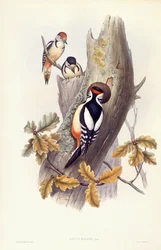 Pico picapinos (Dendrocopos major), grabado por John Gould