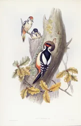 Pico picapinos (Dendrocopos major), grabado por John Gould