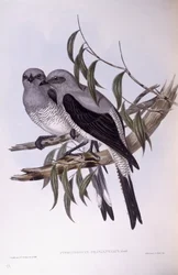 Oruguero terrestre (Coracina maxima), grabado por John Gould