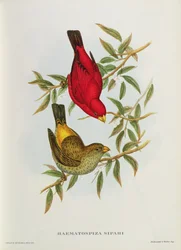 Haematospiza Sipahi, ilustración de «Aves de Asia», vol. I, partes I-VI, por John Gould, 1850-54