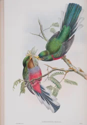 Hapaloderma Narina, lámina de Las aves de Gran Bretaña de John Gould, publicado 1862-73
