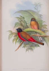 Harpactes Duvauceli, lámina de Las aves de Gran Bretaña de John Gould, publicado 1862-73