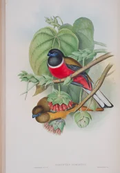 Harpactes Fasciatus, lámina de Las aves de Gran Bretaña de John Gould, publicado 1862-73