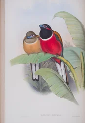 Harpactes Kasumba, lámina de Las aves de Gran Bretaña de John Gould, publicado 1862-73