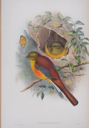Harpactes Oreskios, lámina de Las aves de Gran Bretaña de John Gould, publicado 1862-73
