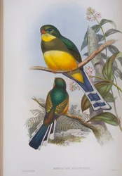 Harpactes Reinwardti, lámina de Las aves de Gran Bretaña de John Gould, publicado 1862-73